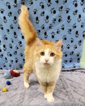 Domestic Long Hair Cats Available for Adoption in Bucyrus, Ohio - Arwyn | PetCurious