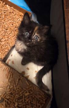 Domestic Long Hair Cats Available for Adoption in Camden, South Carolina - Clerk Of Court (available For Pre-adoption) | PetCurious