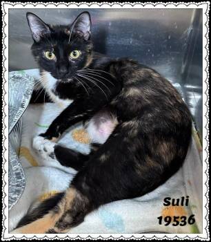 SULI -  Domestic Short Hair and Tortoiseshell Cat for Adoption in Marietta, Georgia - SULI | PetCurious