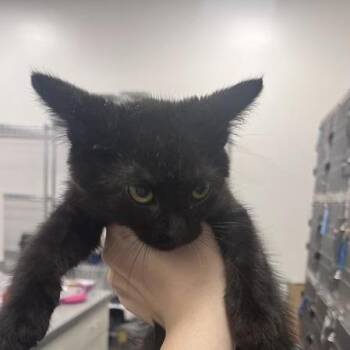 Rafael -  Domestic Short Hair Cat for Adoption in Bentonville, Arkansas - Rafael | PetCurious