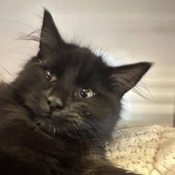 Inky -  Domestic Medium Hair Cat for Adoption in Park City, Utah - Inky | PetCurious
