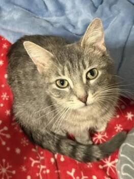 Domestic Short Hair Cats Available for Adoption in Wyoming, Michigan - Demeter | PetCurious