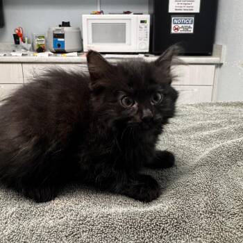 Domestic Long Hair Cats Available for Adoption in Riverside, California - Fish Sticks | PetCurious