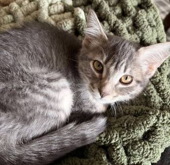 Clarabelle -  Tabby and Domestic Short Hair Cat for Adoption in Skyline, Minnesota - Clarabelle | PetCurious