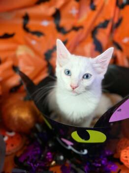 Juliette -  Domestic Short Hair Cat for Adoption in Deltona, Florida - Juliette | PetCurious