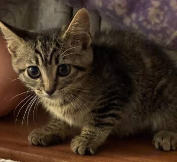 Journey -  Tabby and Domestic Short Hair Cat for Adoption in Island Lake, Illinois - Journey | PetCurious