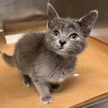 Russian Blue Cats Available for Adoption - Jaspiera | PetCurious