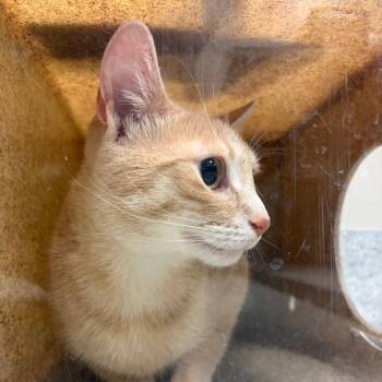 Squishy -  Domestic Short Hair Cat for Adoption in Reno, Nevada - Squishy | PetCurious