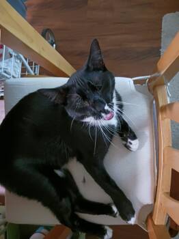 Charlemagne (Courtesy Post) -  Domestic Short Hair Cat for Adoption in San Jose, California - Charlemagne (Courtesy Post) | PetCurious