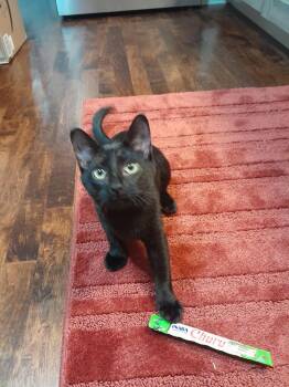 Rescue Domestic Short Hair Cats for Adoption in Mokena, Illinois - Menards | PetCurious