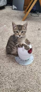 Rescue Domestic Short Hair Cats for Adoption - Link | PetCurious