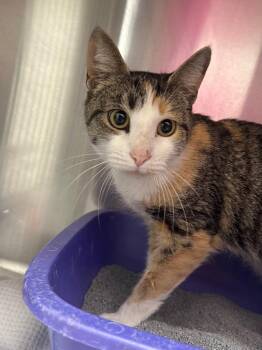 Priscilla -  Domestic Short Hair Cat Available for Adoption in Lake City, Arkansas - Priscilla | PetCurious