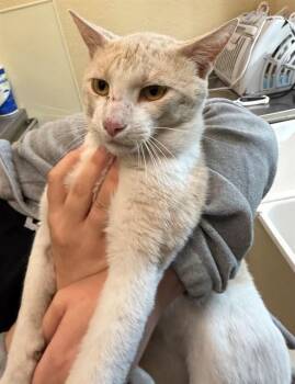 Domestic Short Hair Cats Available for Adoption in Fort Myers, Florida - JACOB | PetCurious