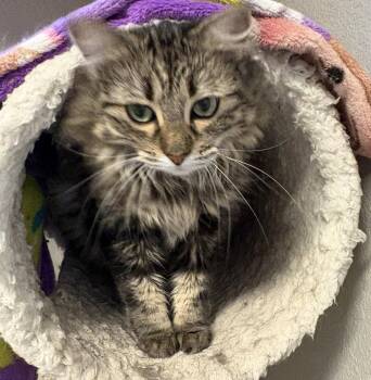 Stormy -  Domestic Long Hair Cat for Adoption in Kansas City, Missouri - Stormy | PetCurious
