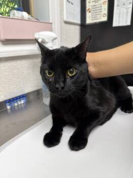 Andrew -  Domestic Short Hair Cat for Adoption in Pomona, New York - Andrew | PetCurious