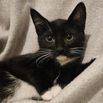 Rescue Tuxedo Cats for Adoption in Hoquiam, Washington - Jack - Sweet & Quiet | PetCurious