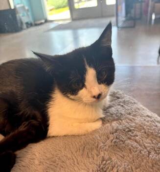 Yin -  Domestic Short Hair Cat for Adoption in Fort Collins, Colorado - Yin | PetCurious
