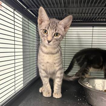 Bobcat -  Domestic Short Hair Cat for Adoption in Chico, California - Bobcat | PetCurious