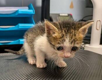 Triscuit -  Domestic Short Hair Cat for Adoption in Chamblee, Georgia - Triscuit | PetCurious