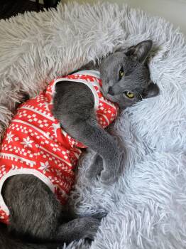 Rescue Russian Blue and Domestic Short Hair Cats for Adoption in Philadelphia, Pennsylvania - Violet Beauregard | PetCurious