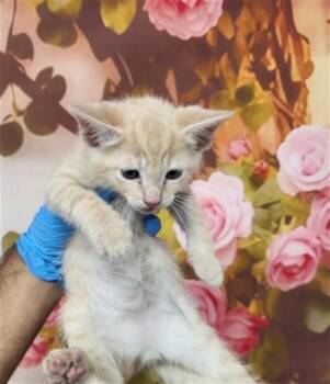 Domestic Short Hair Cats Available for Adoption in San Bernardino, California - JINX | PetCurious