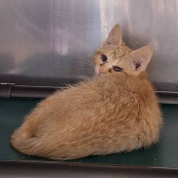 Coconut Flakes -  Domestic Short Hair Cat for Adoption in Attica, New York - Coconut Flakes | PetCurious