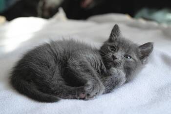 Domestic Short Hair Cats Available for Adoption in Fruit Heights, Utah - Solo | PetCurious