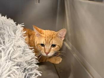 Domestic Short Hair Cats Available for Adoption in Charlotte, North Carolina - A1264795 | PetCurious