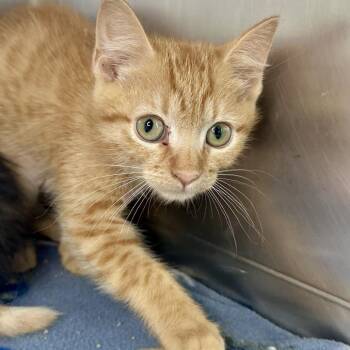Sunbeam -  Domestic Short Hair Cat for Adoption in Matteson, Illinois - Sunbeam | PetCurious