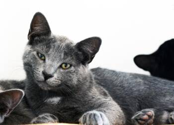 ROLF - MY ADOPTION FEE IS HALF PRICE IN JUNE -  Domestic Short Hair Cat for Adoption in San Clemente, California - ROLF - MY ADOPTION FEE IS HALF PRICE IN JUNE | PetCurious