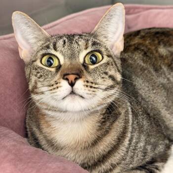 Marina -  Domestic Short Hair Cat for Adoption in Fort Lauderdale, Florida - Marina | PetCurious
