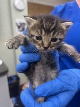 Waffle -  Domestic Short Hair Cat for Adoption in Gainesville, Florida - Waffle | PetCurious