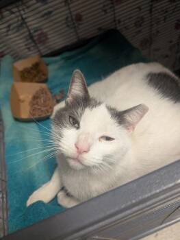 Domestic Short Hair Cats Available for Adoption - Noni | PetCurious