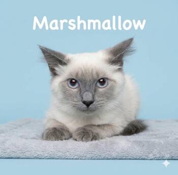 Marshmallow -  Siamese Cat for Adoption in Midlothian, Texas - Marshmallow | PetCurious