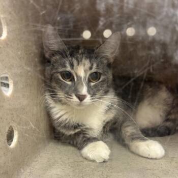 Her Majesty -  Domestic Medium Hair Cat for Adoption in Reno, Nevada - Her Majesty | PetCurious