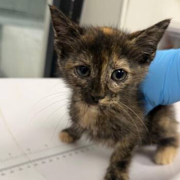 Adrian -  Domestic Short Hair Cat for Adoption in Columbiana, Alabama - Adrian | PetCurious