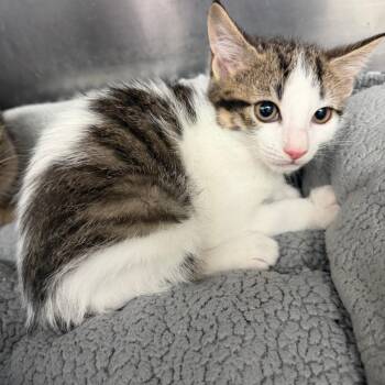 Domestic Short Hair Cats Available for Adoption in Port Charlotte, Florida - 0349-C26 | PetCurious