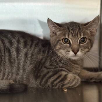 Snap -  Domestic Short Hair Cat for Adoption in Ridgely, Maryland - Snap | PetCurious