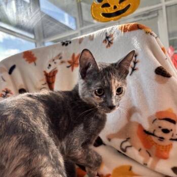 Moonlight -  Domestic Short Hair Cat for Adoption in Phoenix, Arizona - Moonlight | PetCurious