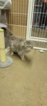 Delilah -  Domestic Long Hair Cat for Adoption in Fredericton, New Brunswick - Delilah | PetCurious
