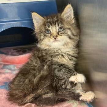Tonka -  Domestic Long Hair Cat for Adoption in Spring Hill, Kansas - Tonka | PetCurious