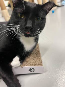 Rescue Domestic Short Hair Cats for Adoption in West Palm Beach, Florida - Juniper | PetCurious