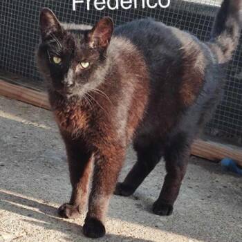 Fredrico Coop -  Domestic Medium Hair Cat for Adoption in Tipp City, Ohio - Fredrico Coop | PetCurious