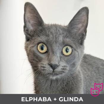 Domestic Short Hair Cats Available for Adoption - Elphaba (bonded With Glinda) | PetCurious