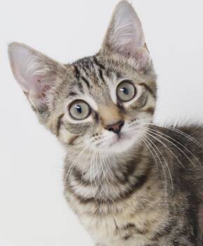 Holly is a just a kitten love muffin -  Bengal and Torbie Cat for Adoption in Bedford Hills, New York - Holly Is A Just A Kitten Love Muffin | PetCurious