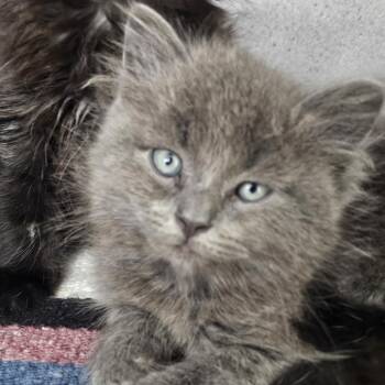 Domestic Medium Hair Cats Available for Adoption in Evansville, Indiana - Gin Rickey | PetCurious
