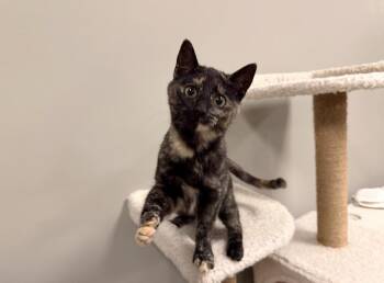 Tortoiseshell and Domestic Short Hair Cats Available for Adoption - Diva | PetCurious