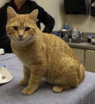 Jackson -  Domestic Short Hair Cat for Adoption in Westland, Michigan - Jackson | PetCurious