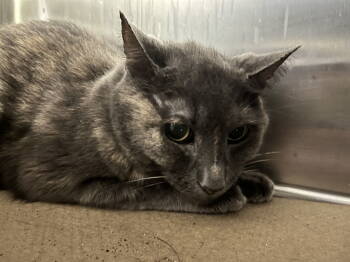 Rescue Domestic Short Hair and Tortoiseshell Cats for Adoption in Trenton, New Jersey - Perfect Patches (TAS#8) | PetCurious