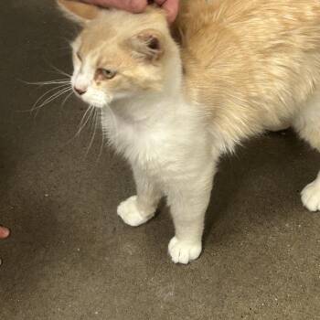 Babble -  Domestic Long Hair Cat Available for Adoption in Zimmerman, Minnesota - Babble | PetCurious